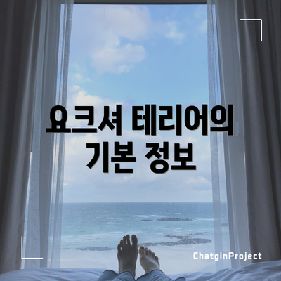 요크셔 테리어의 기본 정보