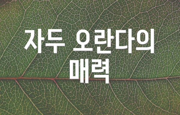 자두 오란다의 매력