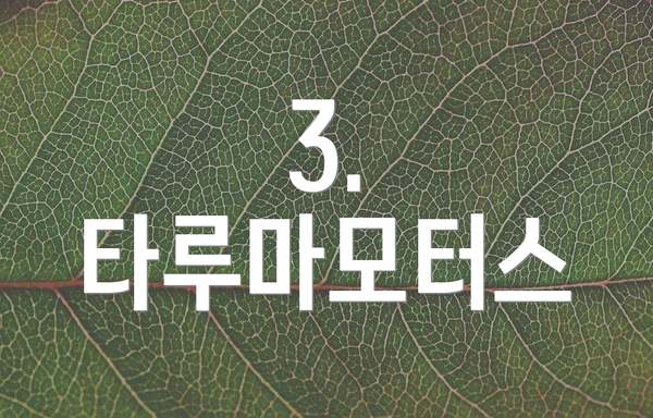 3. 타루마모터스